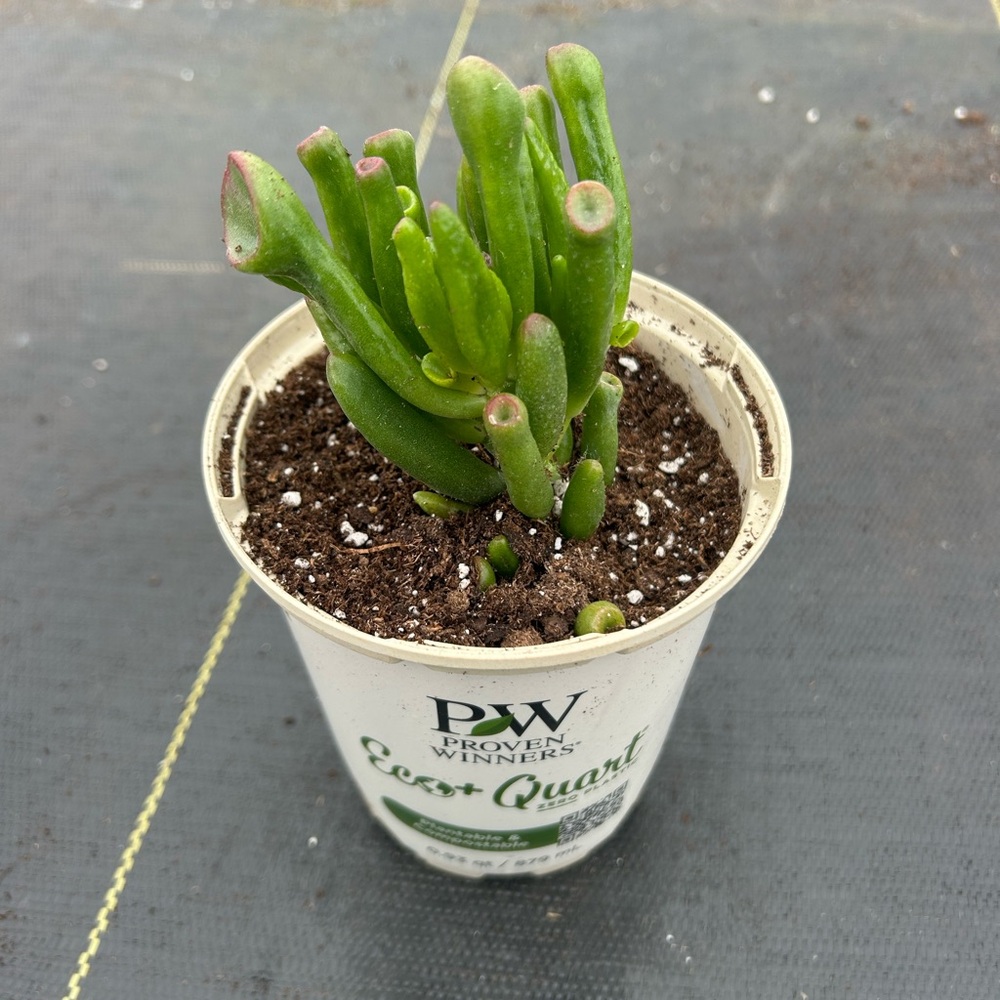 Green Succulent Plant